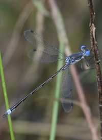 Sweetflag Spreadwing